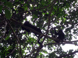 Image of Red-handed Howling Monkey