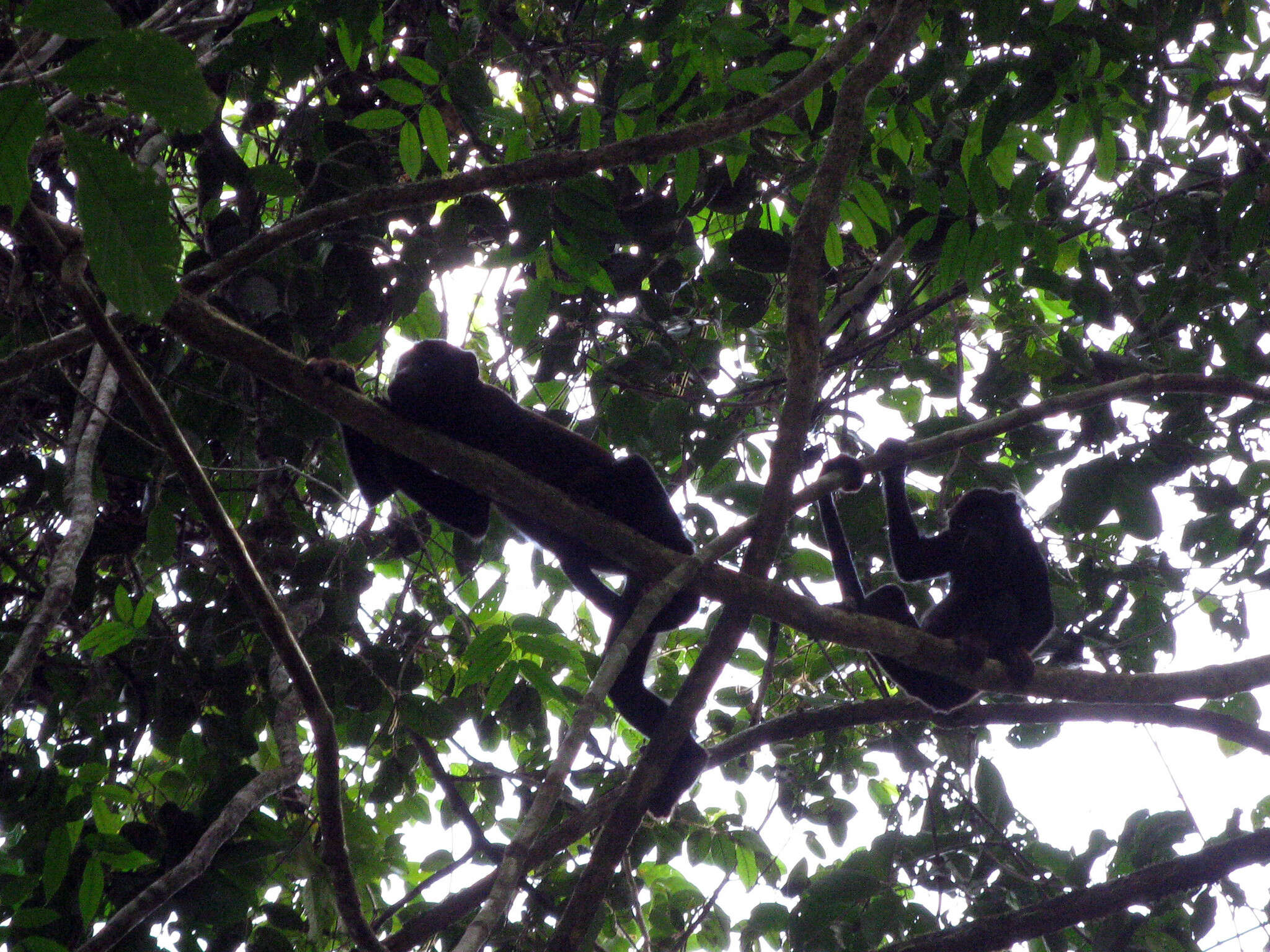 Image of Red-handed Howling Monkey