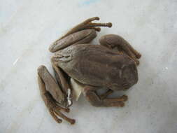 Image of Popayan Marsupial Frog