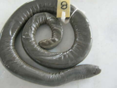 Image of Rio Cauca Caecilian