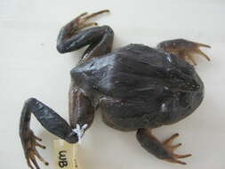 Image of Ruiz's robber frog