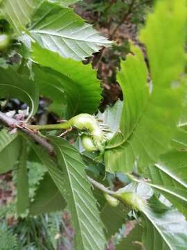 Image of Asian chestnut gall wasp