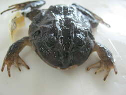 Image of Ruiz's robber frog