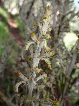 Cystotheca lanestris (Harkn.) Miyabe 1909的圖片