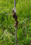 Image of rope dodder