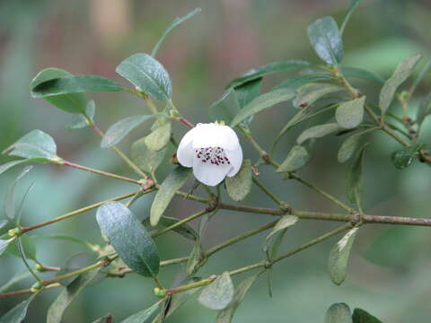 Image of Eucryphia milliganii J. D. Hook.