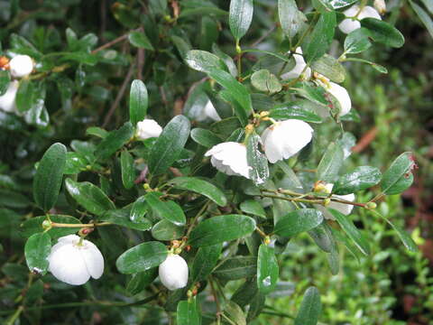 Image of Eucryphia milliganii J. D. Hook.