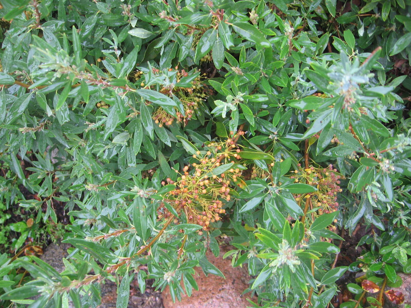 Image of sheep laurel