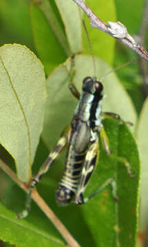 Melanoplus viridipes Scudder & S. H. 1897的圖片