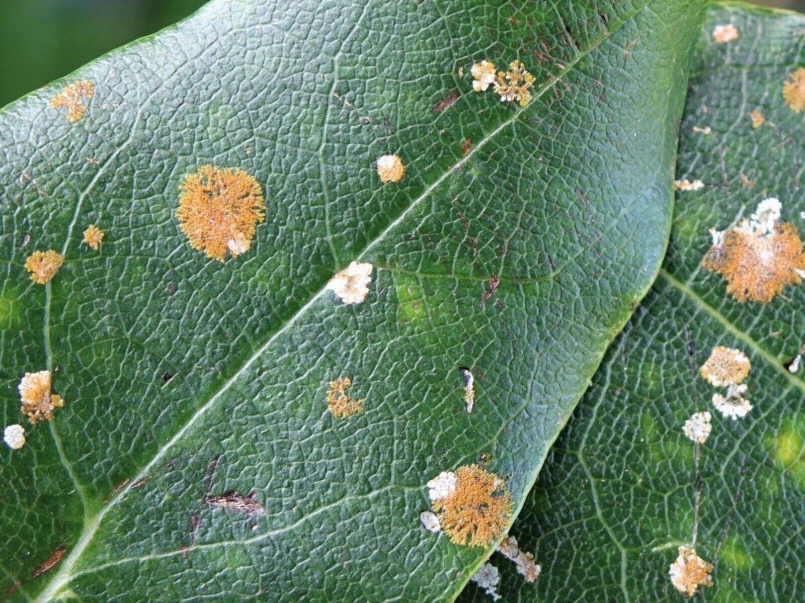 Image of strigula lichen