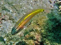 Image of Cardinalfish