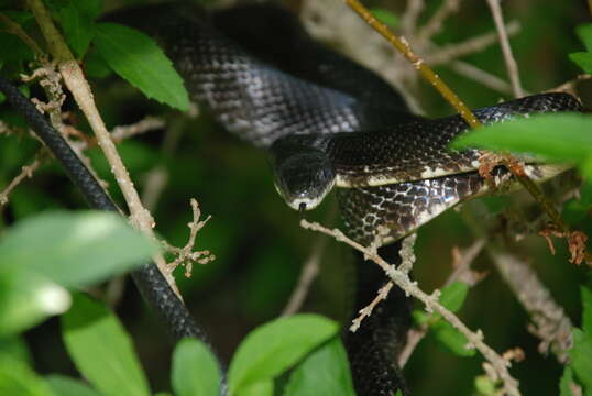 Image of Rat snakes