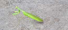 Image of African mantis