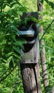 Image of Rat snakes