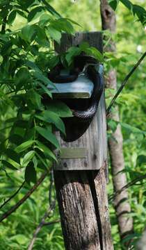 Image of Rat snakes