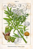 Image of European Waterhemlock