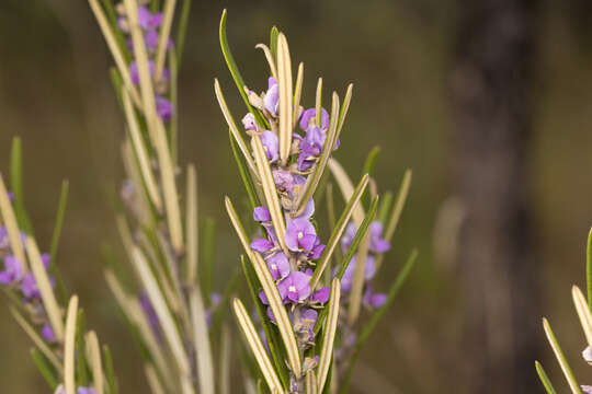 Image of Hovea densivellosa I. Thomps.