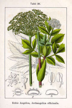 Image of Norwegian angelica