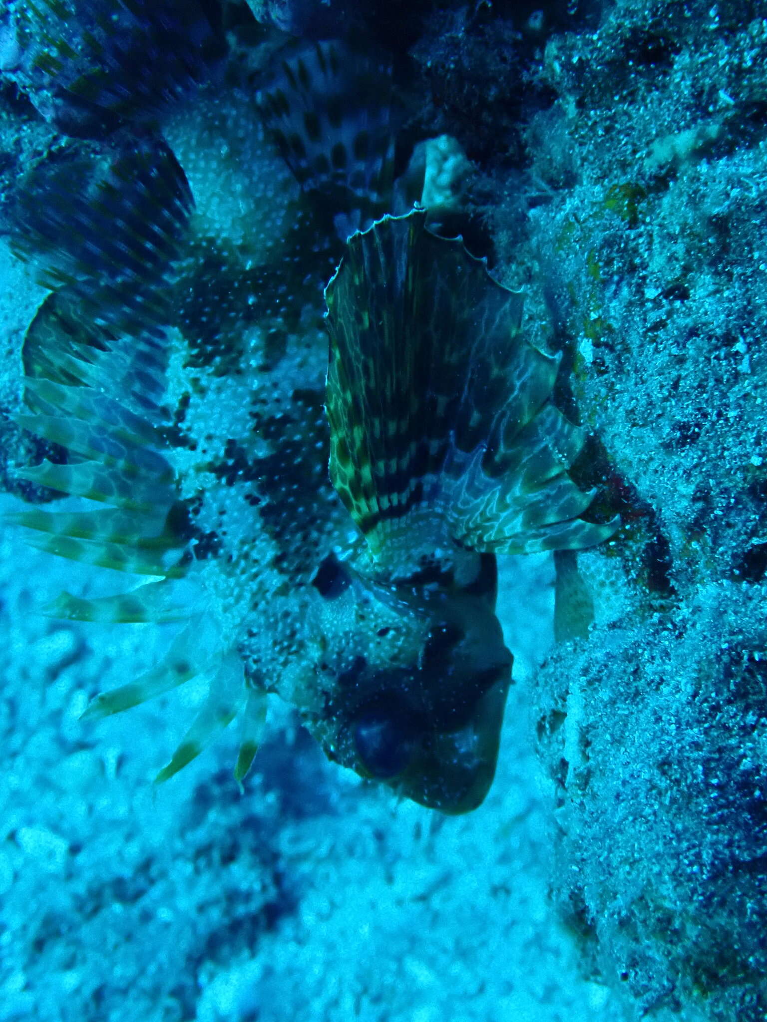 Image of Green lionfish