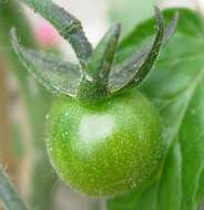 Image of tomato