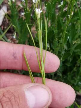 Image of Hairy Eared Rockcress