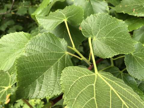 Imagem de Tilia platyphyllos Scop.