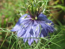 Plancia ëd Nigella