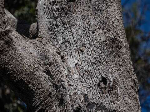 Image of Eucalyptus consideniana Maiden