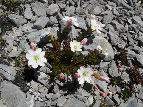 Image de Epilobium glabellum Forst. fil.