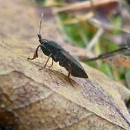 صورة Eremocoris plebejus (Fallen & C. F. 1807)