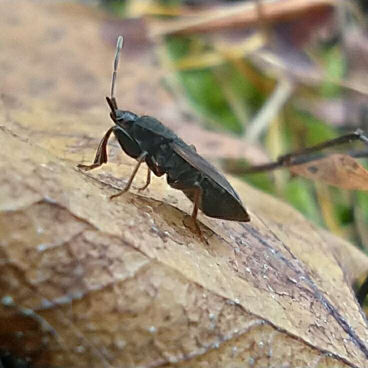 صورة Eremocoris plebejus (Fallen & C. F. 1807)