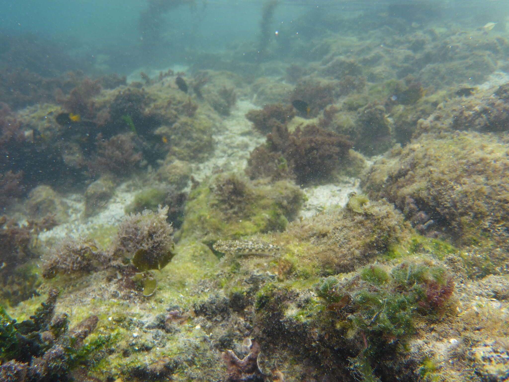 Image of Throatspotted blenny