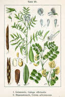 Image of Goat's rue