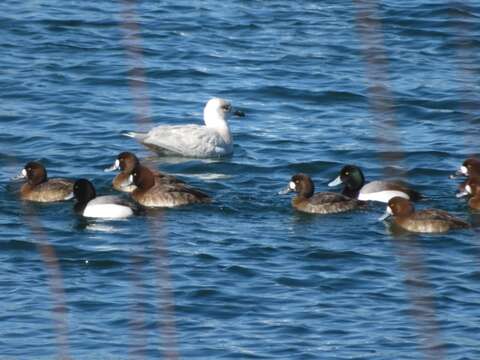 Image de Larus glaucoides kumlieni Brewster 1883