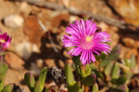 Image of Ruschia fourcadei L. Bol.