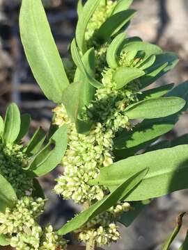 Imagem de Rumex persicarioides L.