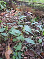 Image of Solidago caesia var. zedia R. E. Cook & Semple