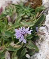 صورة Scabiosa silenifolia Waldst. & Kit.