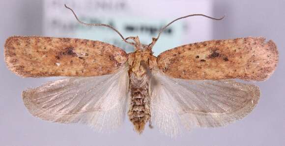 Image of Agonopterix laterella Denis & Schiffermüller 1775