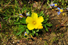 Image of Oxalis namaquana Sond.