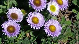 Image of seaside fleabane