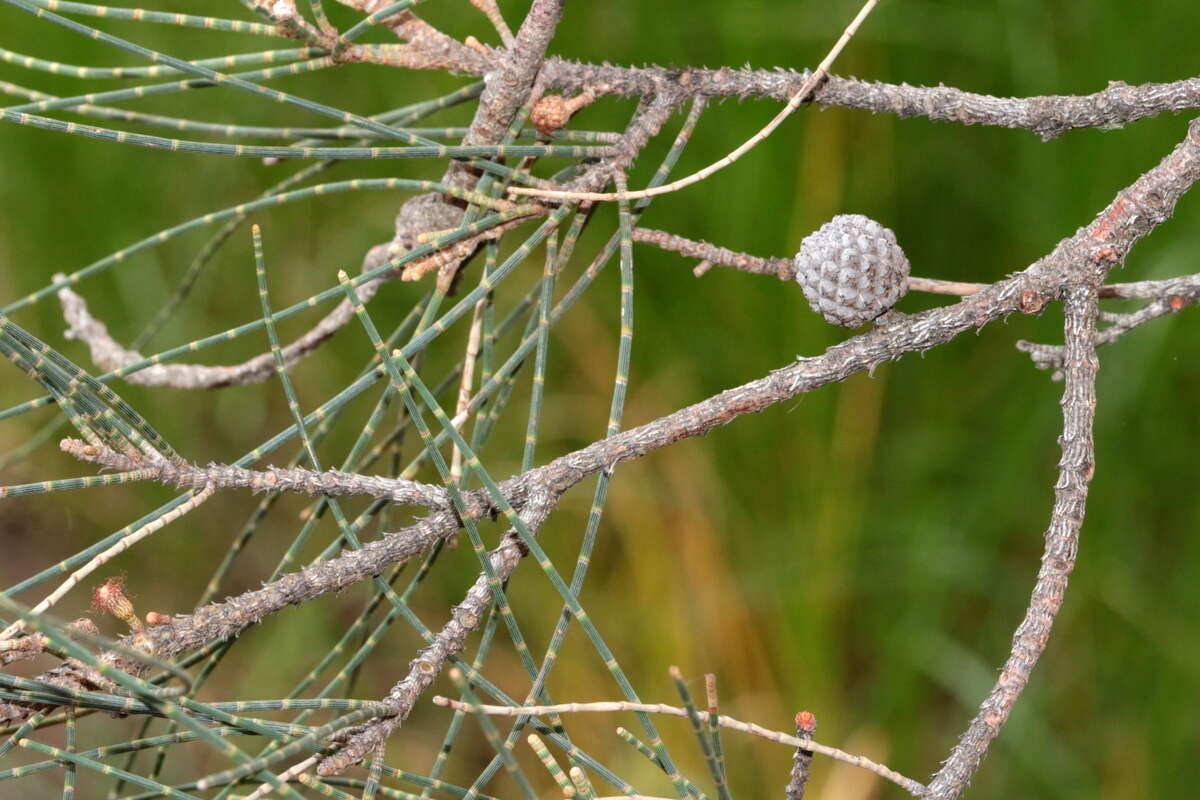 Image of swamp-oak