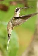 Image of Pale-bellied Hermit