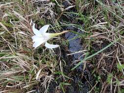 Zephyranthes atamasco (L.) Herb. resmi