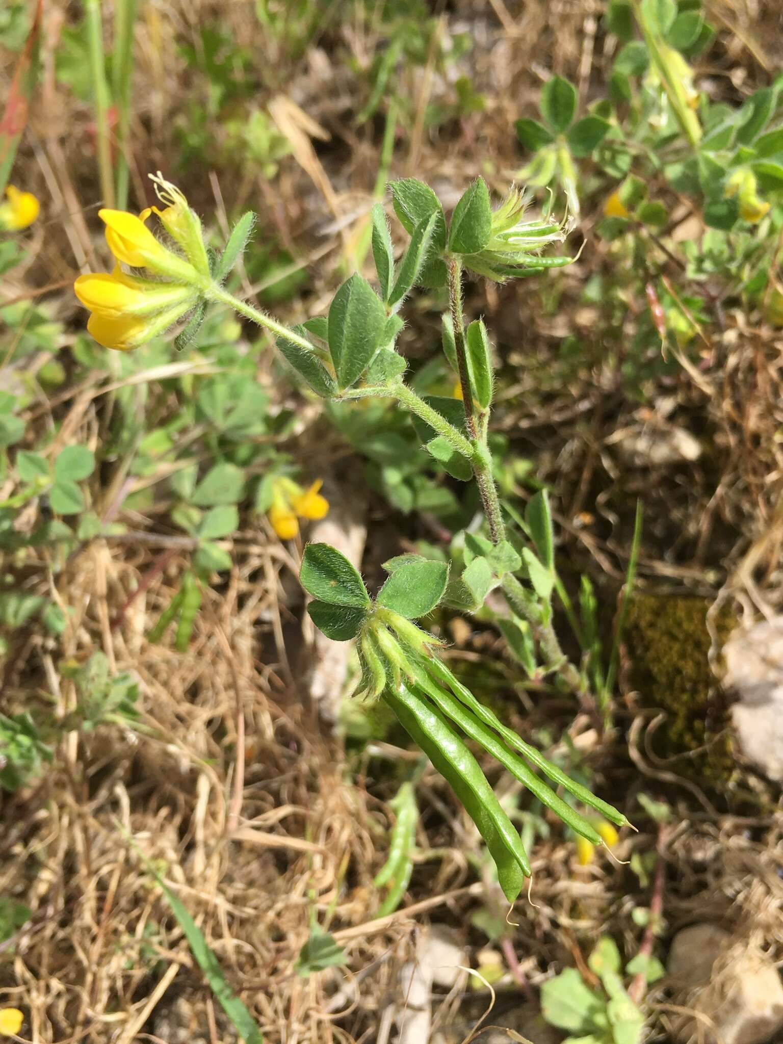 Слика од Lotus ornithopodioides L.