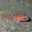 Image of Vanneaugobius dollfusi Brownell 1978