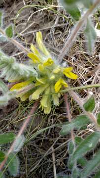 Plancia ëd Astragalus exscapus subsp. pubiflorus (DC.) Soó