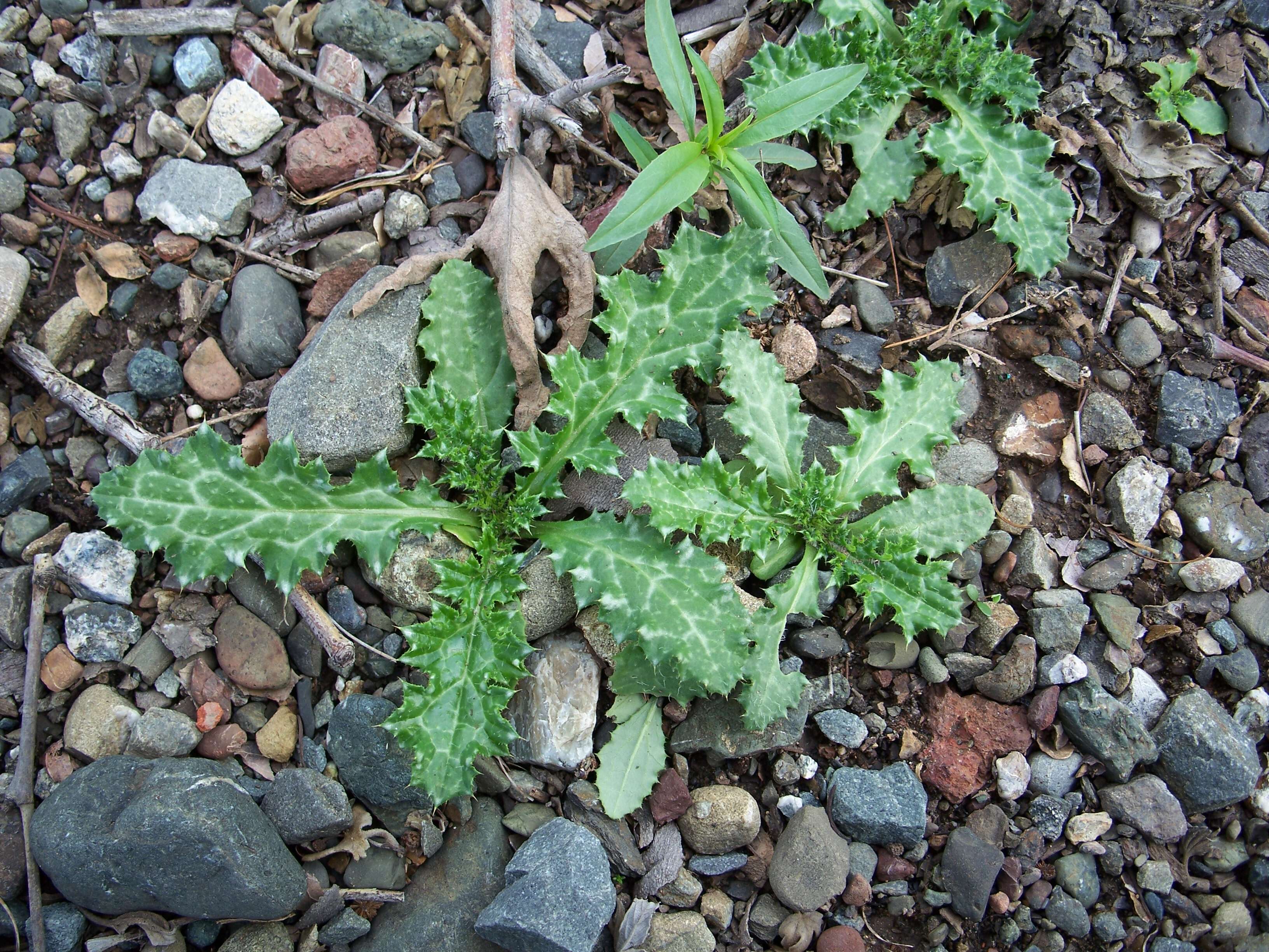 Image of Milk thistle