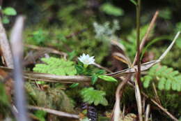 Image of Gentiana flavomaculata var. yuanyanghuensis Chih H. Chen & J. C. Wang