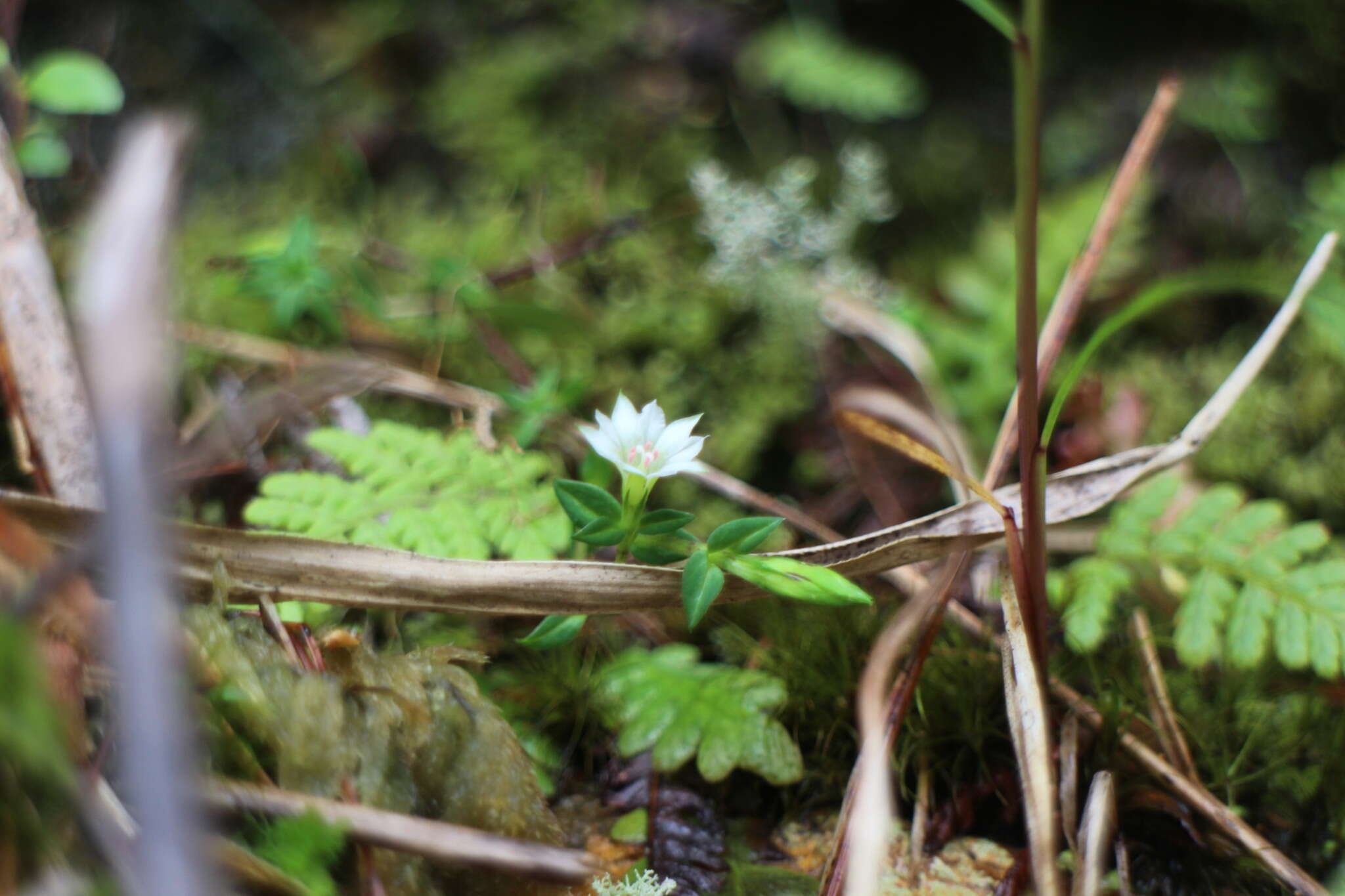 Image of Gentiana flavomaculata var. yuanyanghuensis Chih H. Chen & J. C. Wang